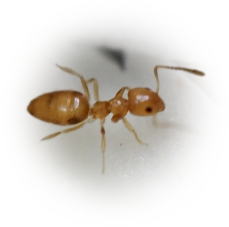 Plagiolepis alluaudi