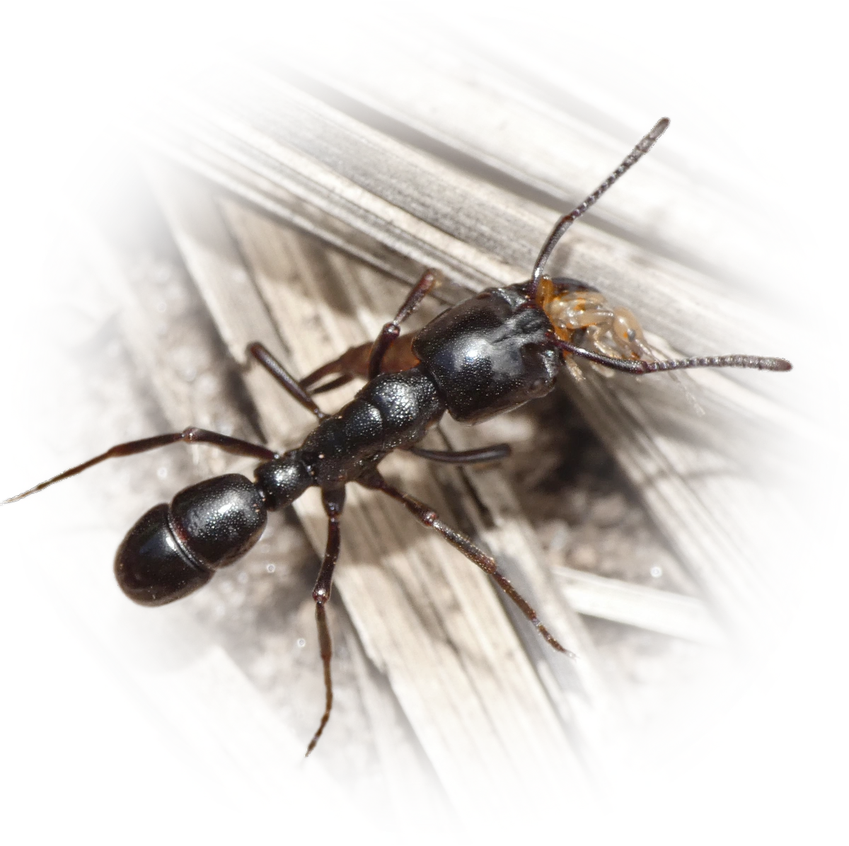 Plectroctena mandibularis