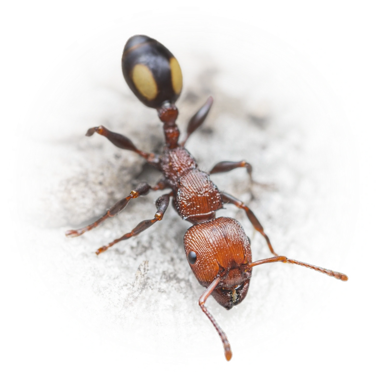 Scientific illustration of Podomyrma adelaidae ant - showing key identification features including head, thorax, and gaster.