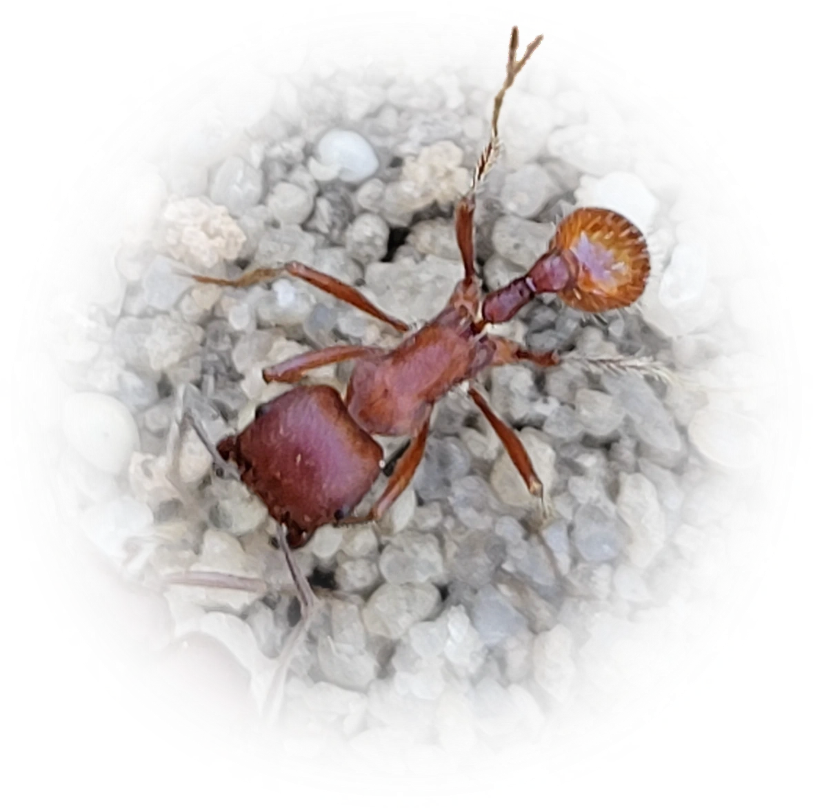 Scientific illustration of Pogonomyrmex badius ant - showing key identification features including head, thorax, and gaster.