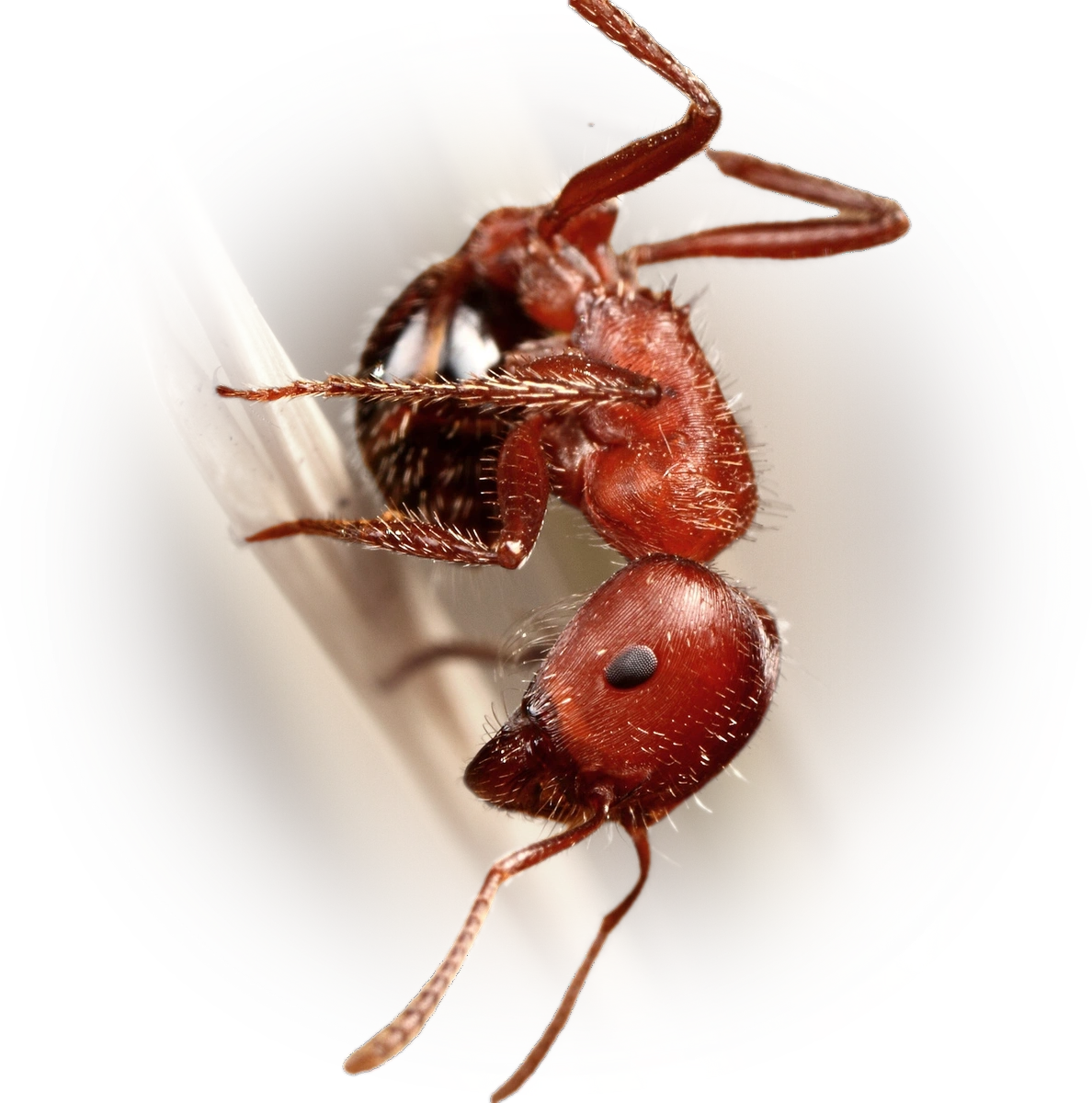 Pogonomyrmex bicolor