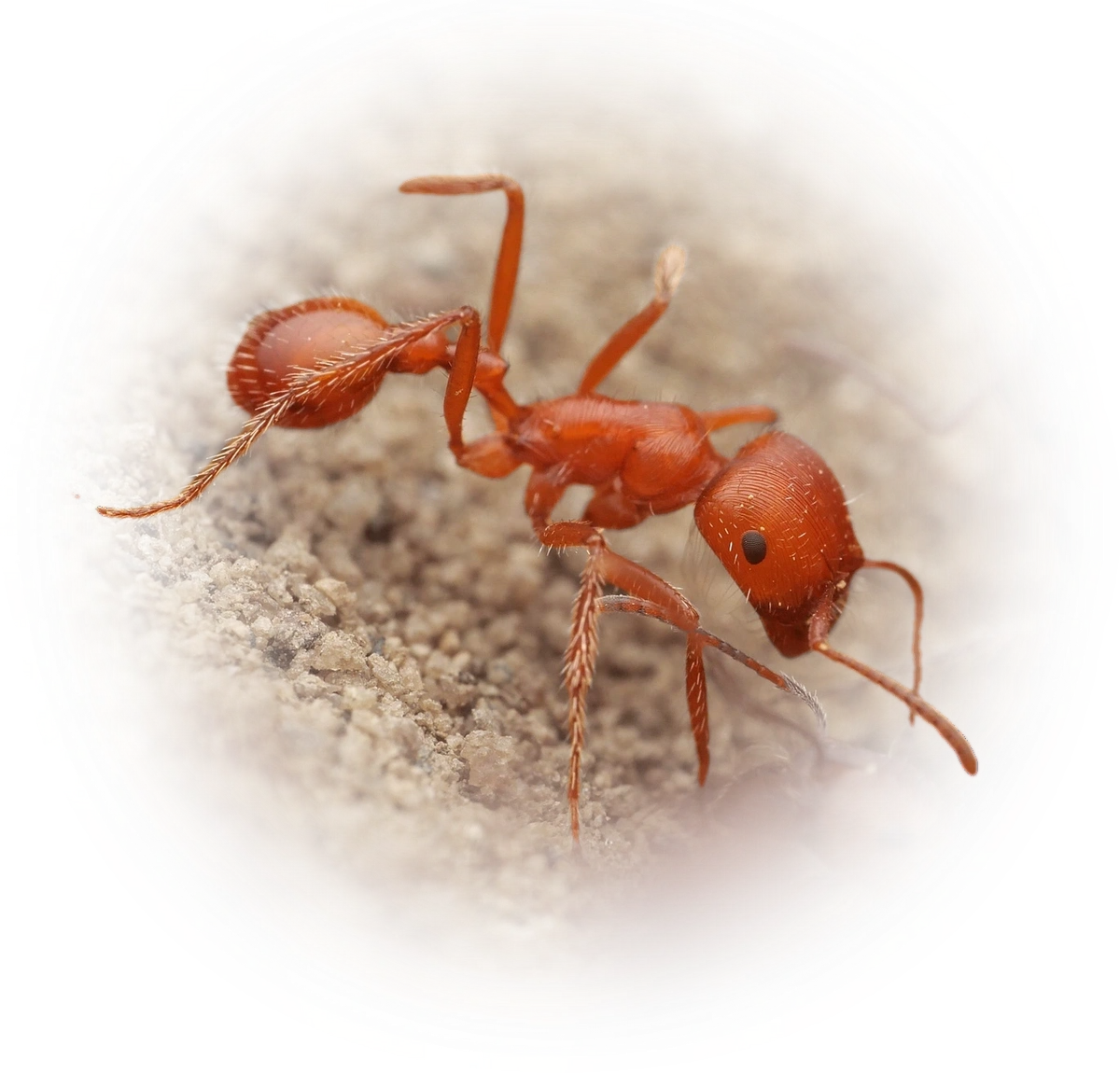 Scientific illustration of Pogonomyrmex californicus ant - showing key identification features including head, thorax, and gaster.