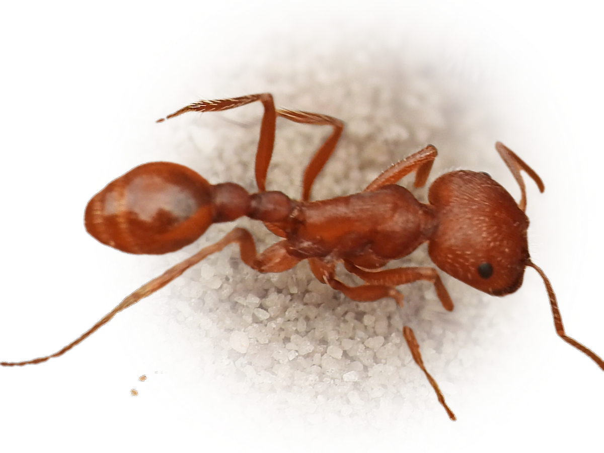 Pogonomyrmex comanche
