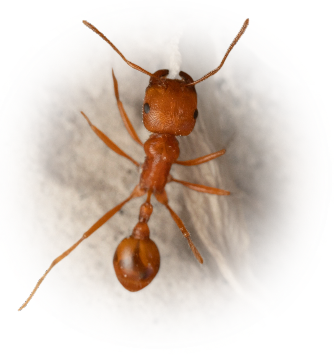 Scientific illustration of Pogonomyrmex maricopa ant - showing key identification features including head, thorax, and gaster.