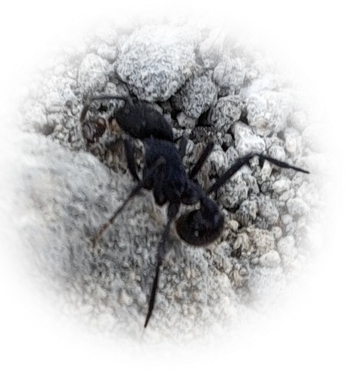 Pogonomyrmex mayri