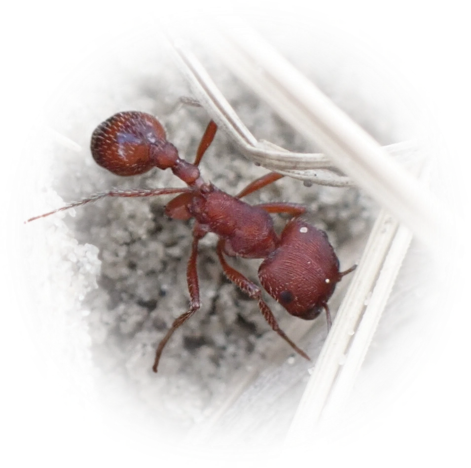 Pogonomyrmex occidentalis
