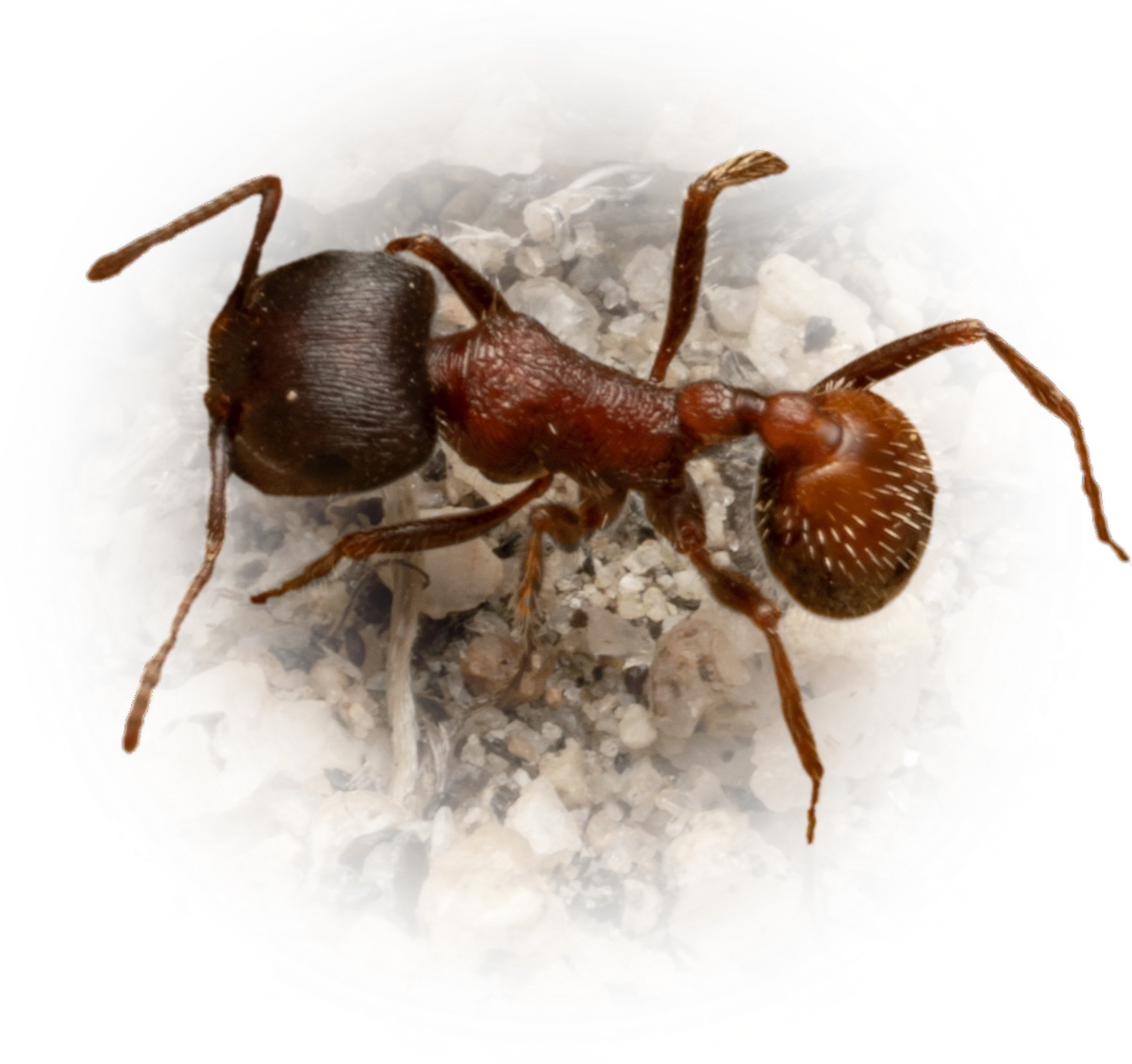 Pogonomyrmex rugosus