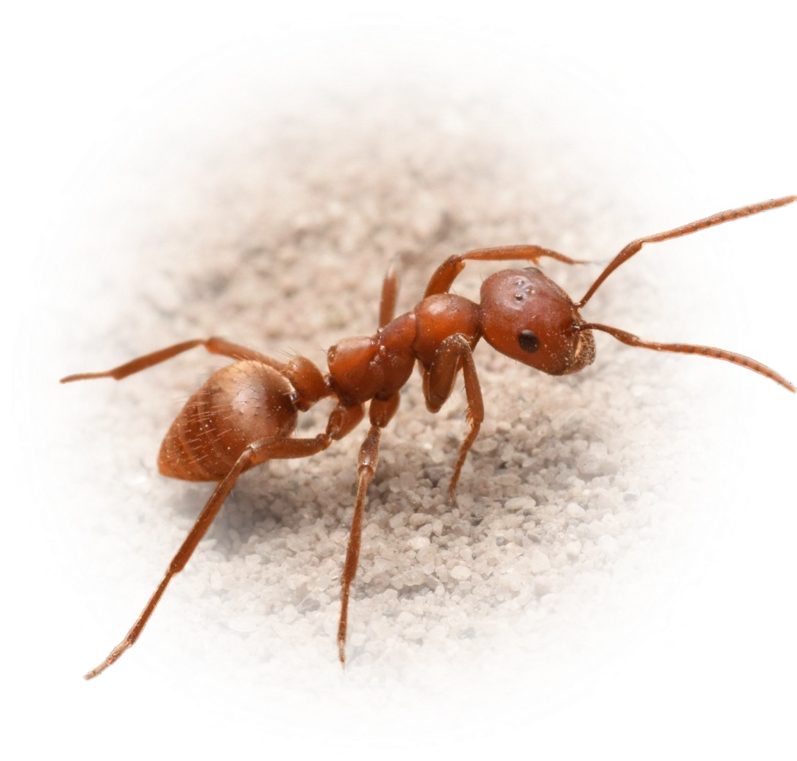 Scientific illustration of Polyergus rufescens ant - showing key identification features including head, thorax, and gaster.