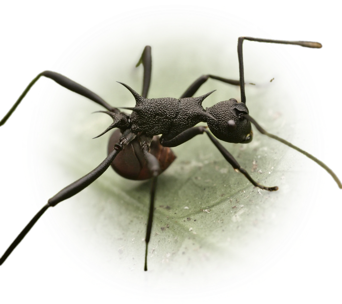Polyrhachis armata