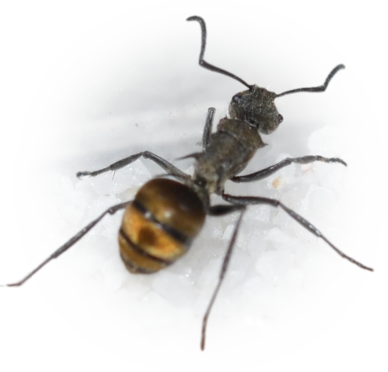 Polyrhachis aurea