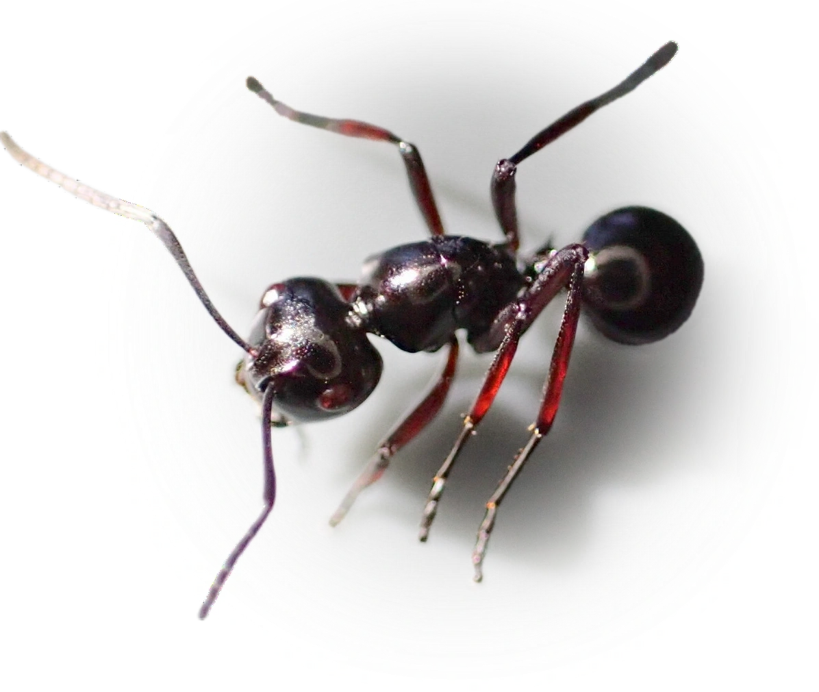 Polyrhachis australis