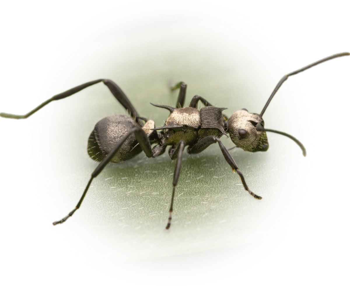 Scientific illustration of Polyrhachis daemeli ant - showing key identification features including head, thorax, and gaster.