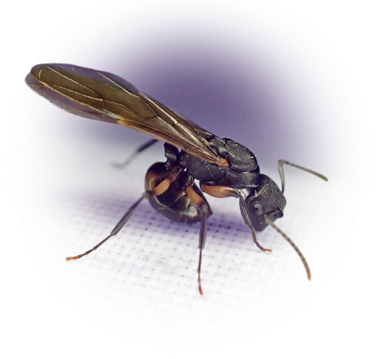 Polyrhachis femorata